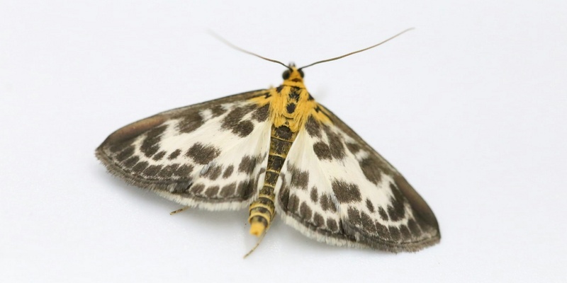 Moth pictured on a white background to illustrate the case of moths in a misrepresentation case.